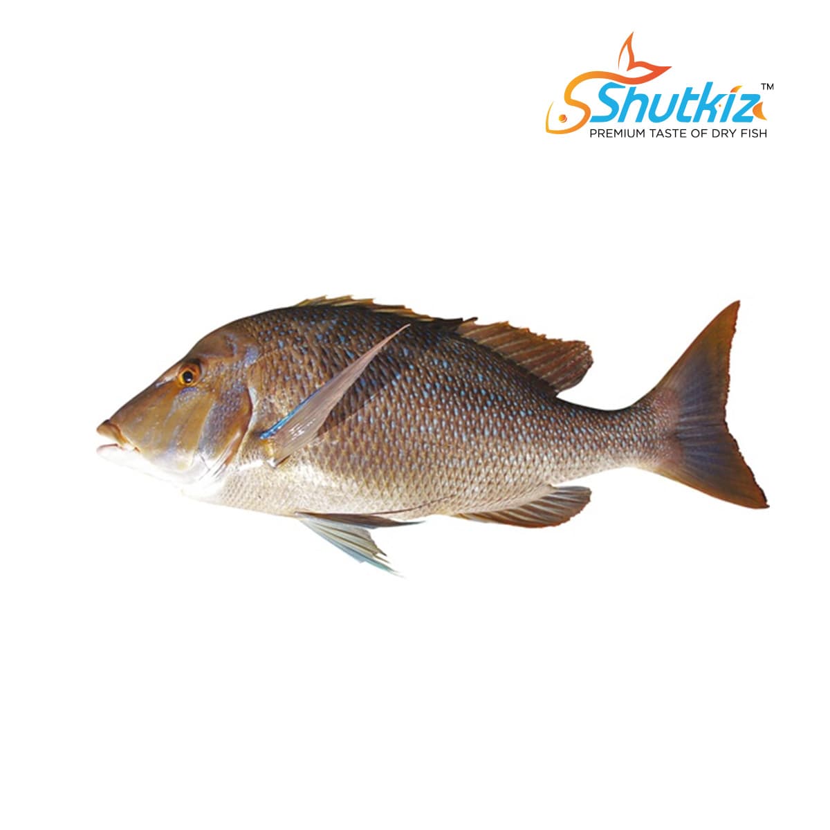 Datina Koral Fish (দাতিনা কোরাল মাছ)