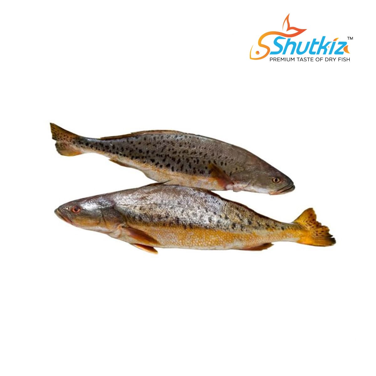 Fot Popa Fish (ফোট পোপা মাছ)